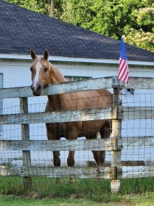 Freedom Ranch Crashpad - Military accommodations or crashpad near the Little Rock Airforce base in Jacksonville, Arkansas. - Freedom Ranch & Animals